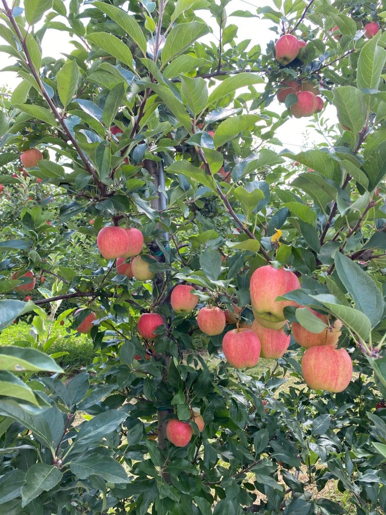 Red gala apples growing on a bush